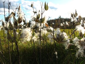 Native plants and ecological restoration