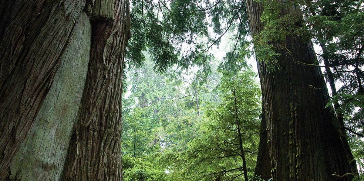 Hiring: Forest campaigner